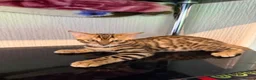 Bengal cats for sale: TICA, GCCF Champion Bloodline Bengal Kittens in London - Advert 14
