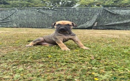 Belgian Shepherd Dog dogs for sale: Stunning Dutch Herder x Alano Español Pups  - Image 9