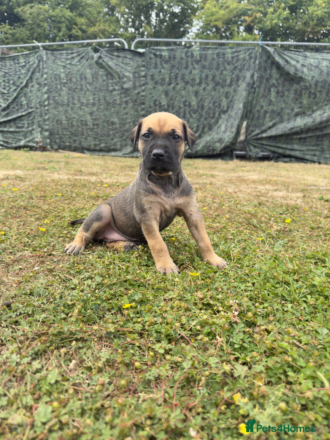 Belgian Shepherd Dog dogs for sale: Stunning Dutch Herder x Alano Español Pups  - Image 9