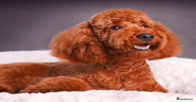 Poodle dogs in Sandbach - Advert 3