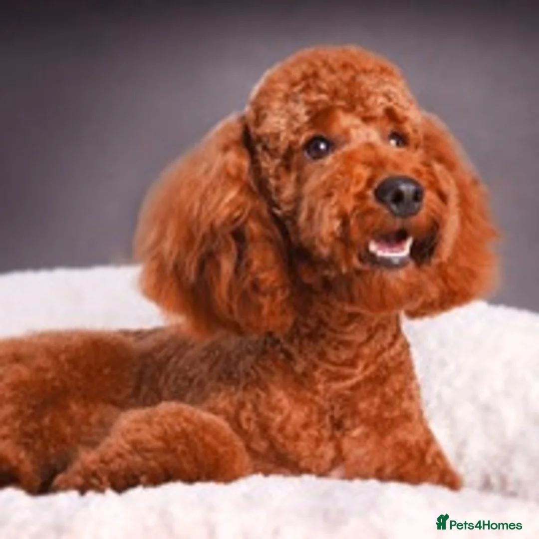 Poodle dogs for stud: 282 DNA Tests Professional Service Poodle Studs in Sandbach - Advert 2
