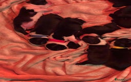 Boston Terrier dogs for sale: Beautiful Boston Terrier Puppies  - Image 12