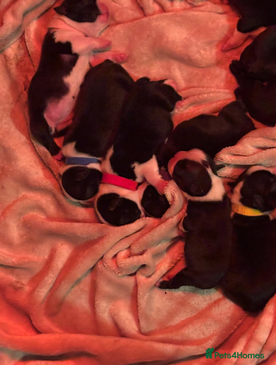 Boston Terrier dogs for sale: Beautiful Boston Terrier Puppies  - Image 12