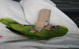 Parrots birds for sale: Amazon parrot for sale  - Image 20