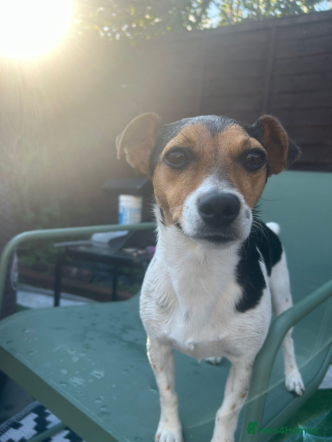 Jack Russell dogs for sale: 2yr old JRT **PLEASE read description** - Image 11