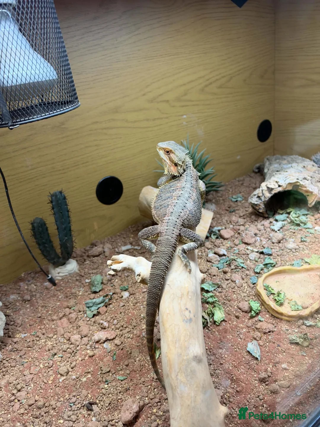 Bearded Dragon reptiles for sale: Smaug is looking for a loving home in Stonehouse - Advert 2