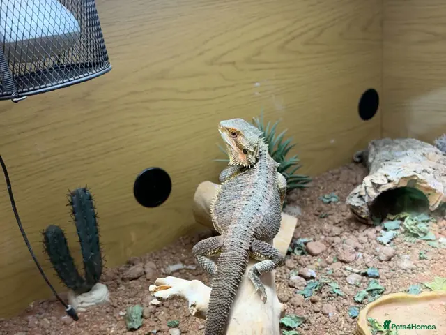 Bearded Dragon reptiles Smaug is looking for a loving home - Advert 2