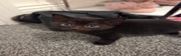 Mixed Breed cats for sale: 3 beautiful kittens  - Advert 3