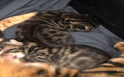 Bengal cats for sale: Bengal Persian kittens  - Image 5