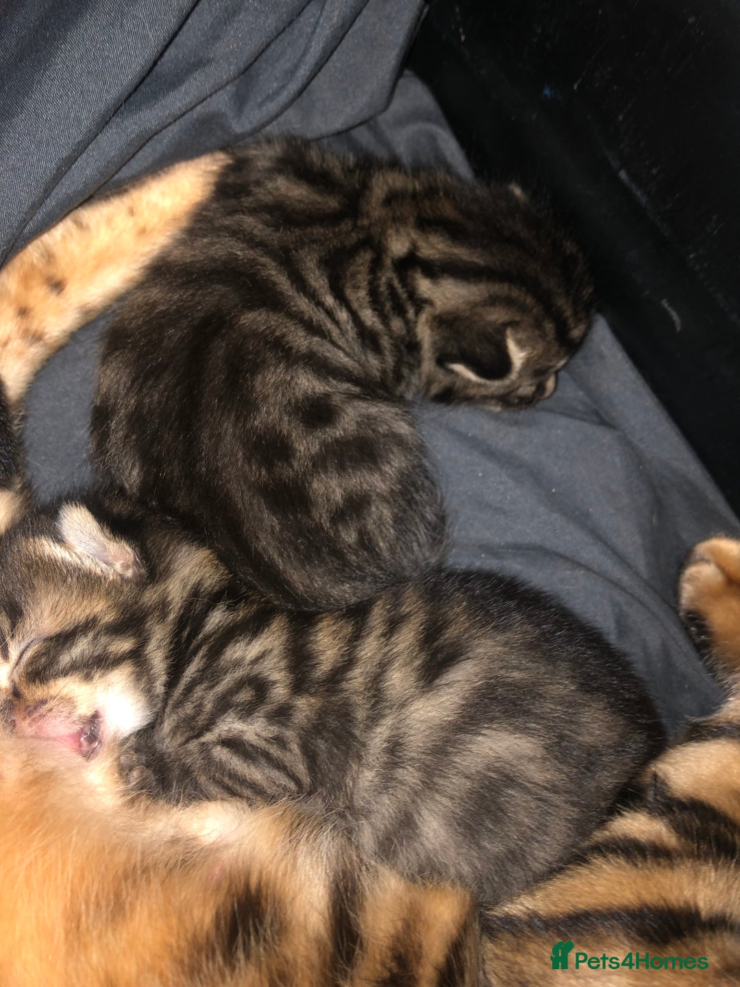 Bengal cats for sale: Bengal Persian kittens  - Image 5