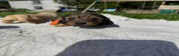 Miniature Dachshund dogs for sale: 5 of the most gorgeous Cream Dachshunds! - Advert 16