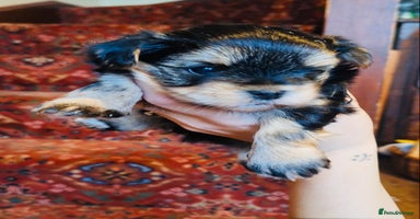 Morkie dogs New litter ready 14/12/25  - Advert 11