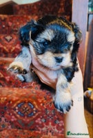 Morkie dogs New litter ready 14/12/25 - Advert 11