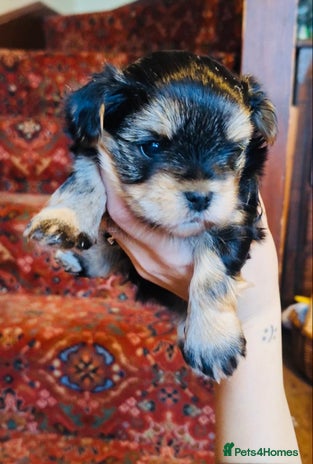Morkie dogs New litter ready 14/12/25 - Advert 2