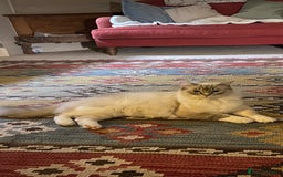 Ragdoll cats for sale: Stunning 💎 Ragdoll blue point girl kitten - Image 9