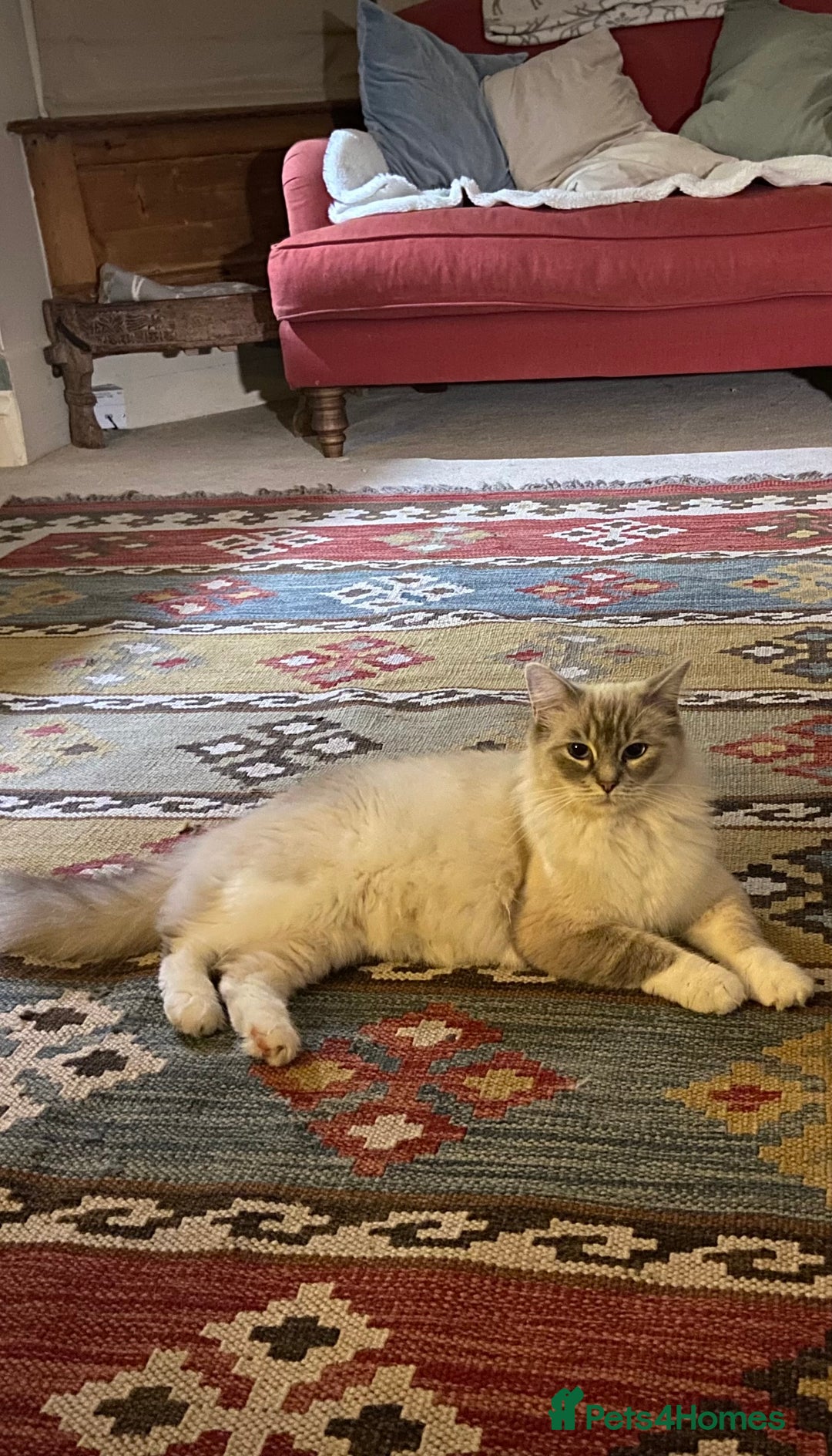 Ragdoll cats for sale: Stunning 💎 Ragdoll blue point girl kitten - Image 9