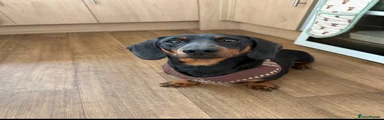 Miniature Dachshund 1