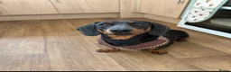 Miniature Dachshund dogs for sale: 2 year old male miniature dachshund  - Advert 1