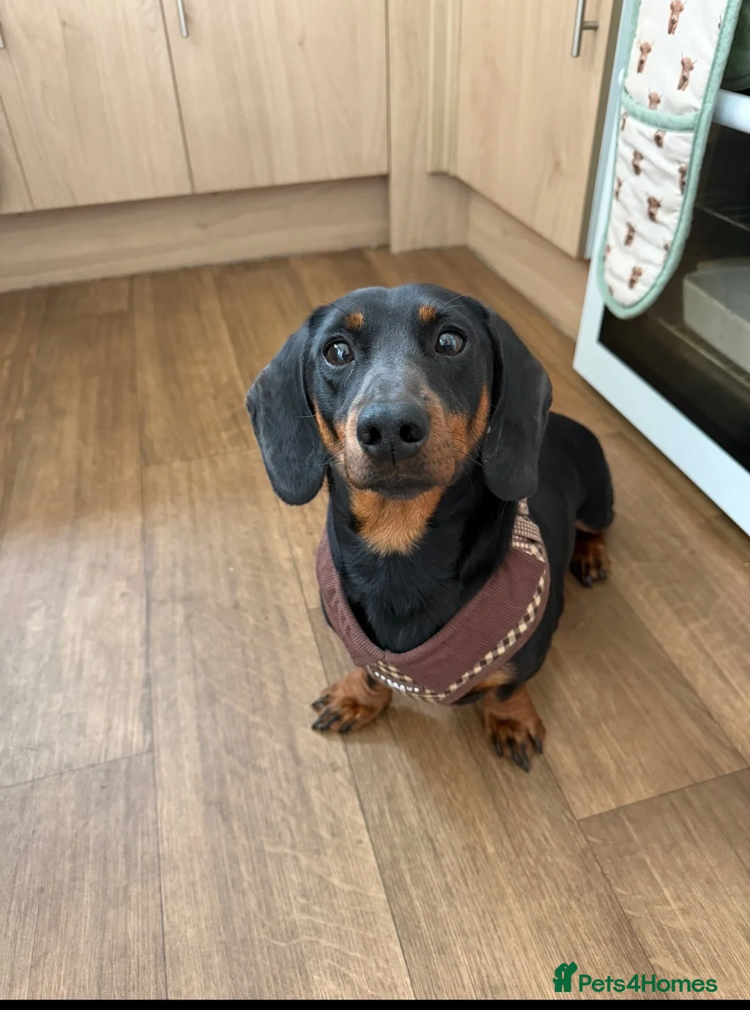 Miniature Dachshund dogs for sale: 2 year old male miniature dachshund  - Advert 1