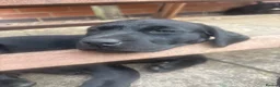 Labrador Retriever dogs for sale: Black Labrador pups, KC, dna tests, great scores - Advert 22