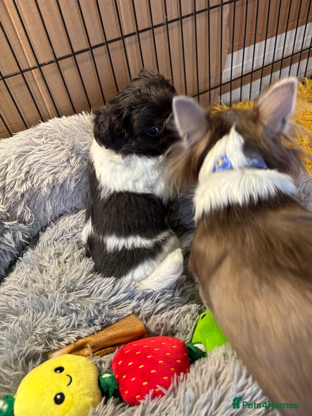 Chihuahua dogs for sale: Apple head blue white party boy puppy  - Advert 10