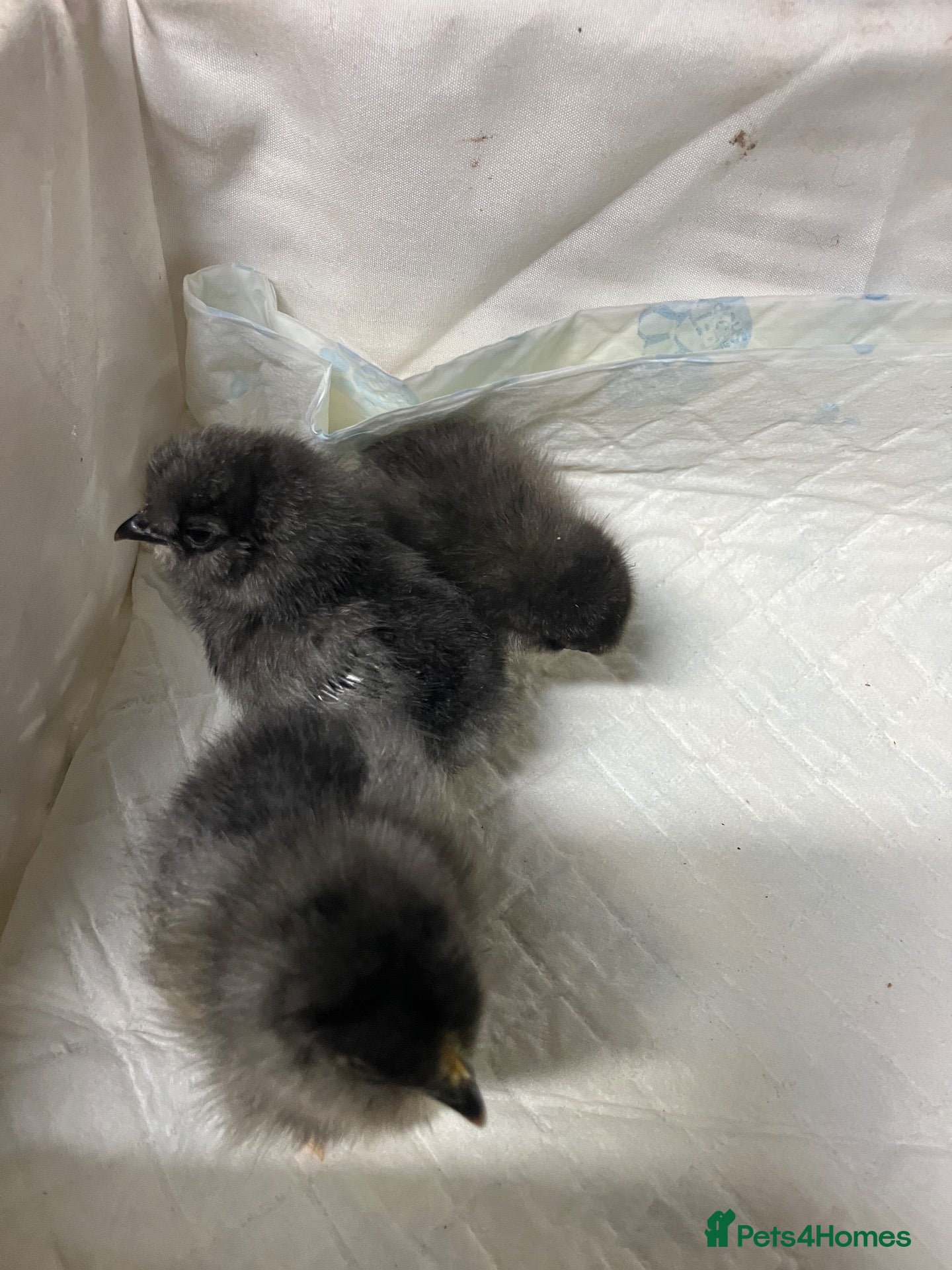 Chickens poultry Pekin bantam chicks - Advert 1