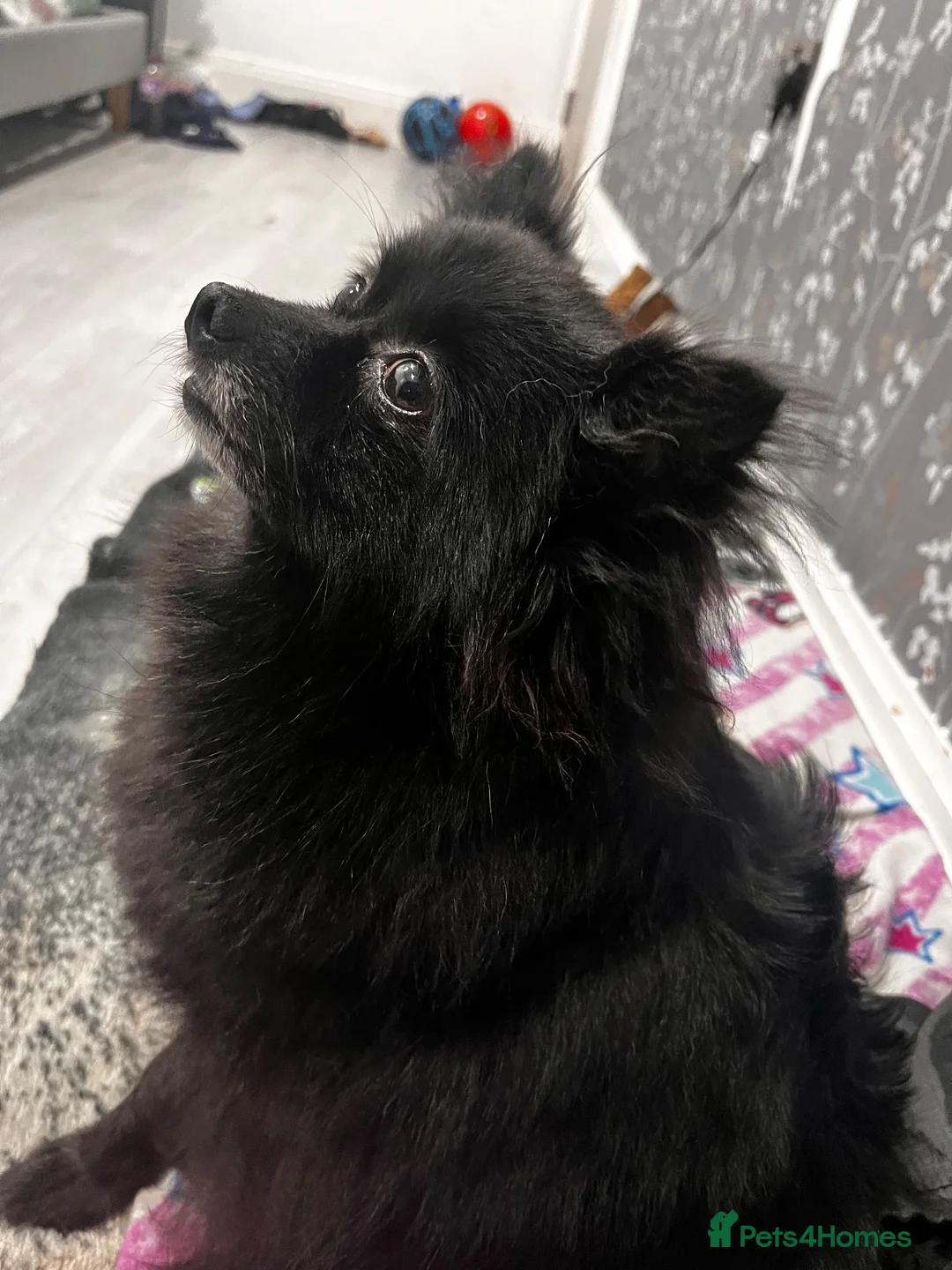 Pomeranian dogs for sale: 14 weeks old girl toy fox face pomeranian  - Advert 1