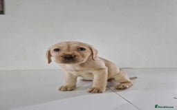 Labrador Retriever dogs for sale: Labrador Puppies - Image 5