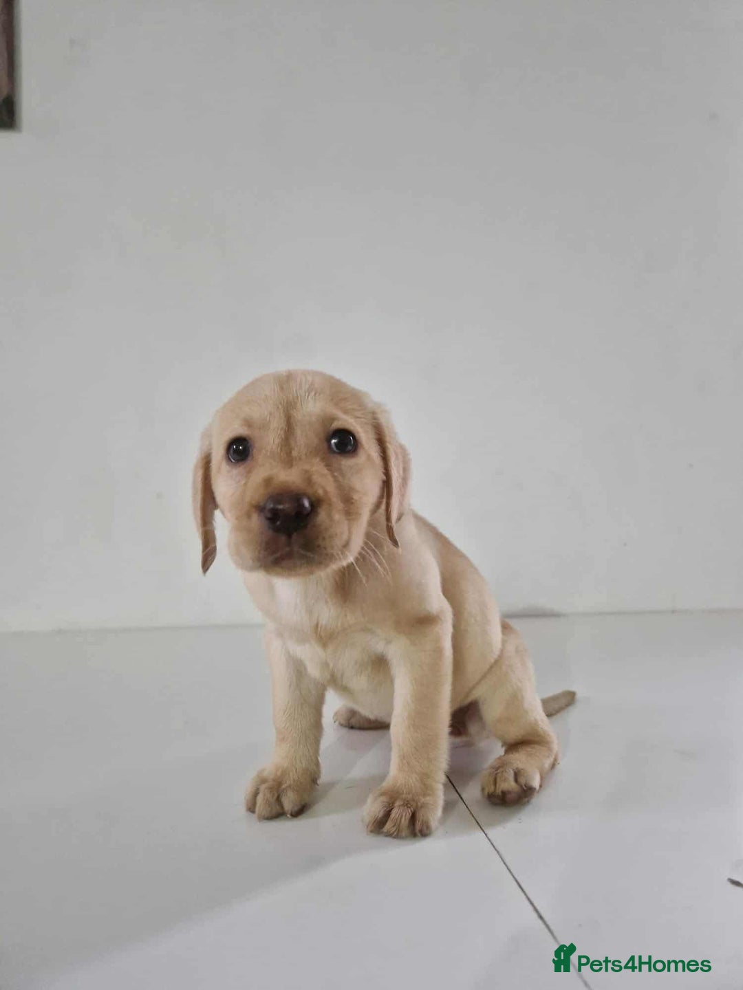 Labrador Retriever dogs for sale: Labrador Puppies - Image 5
