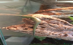 Skink reptiles for sale: EMERALD TREE SKINKS - Image 3