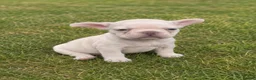 French Bulldog dogs for sale: gorgeous French Bulldog puppies!  in Manchester - Advert 2