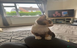 Devon Rex cats for sale: Aramis - Only 2 left Devon Rex Kittens – Exceptional Type  - Image 9
