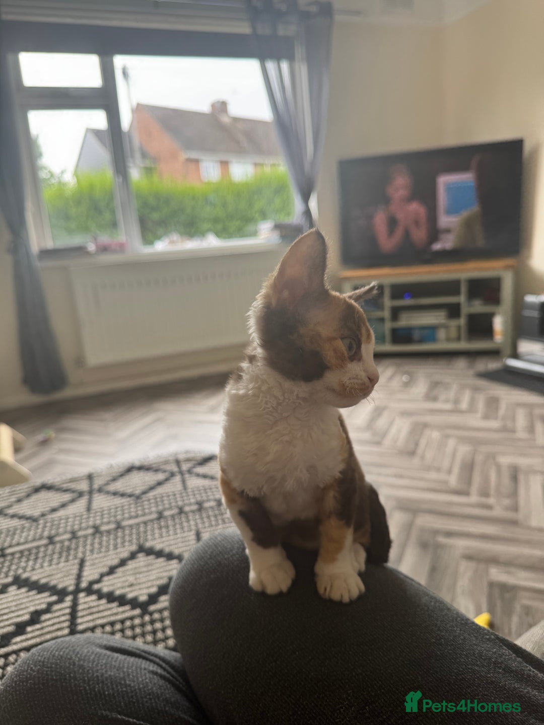 Devon Rex cats for sale: Aramis - Only 2 left Devon Rex Kittens – Exceptional Type  - Image 9