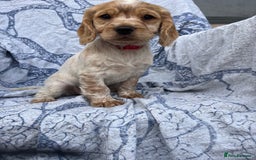 Cocker Spaniel dogs for sale: FULLY VACCINATED working cocker spaniel puppies  in Ashford - Image 4