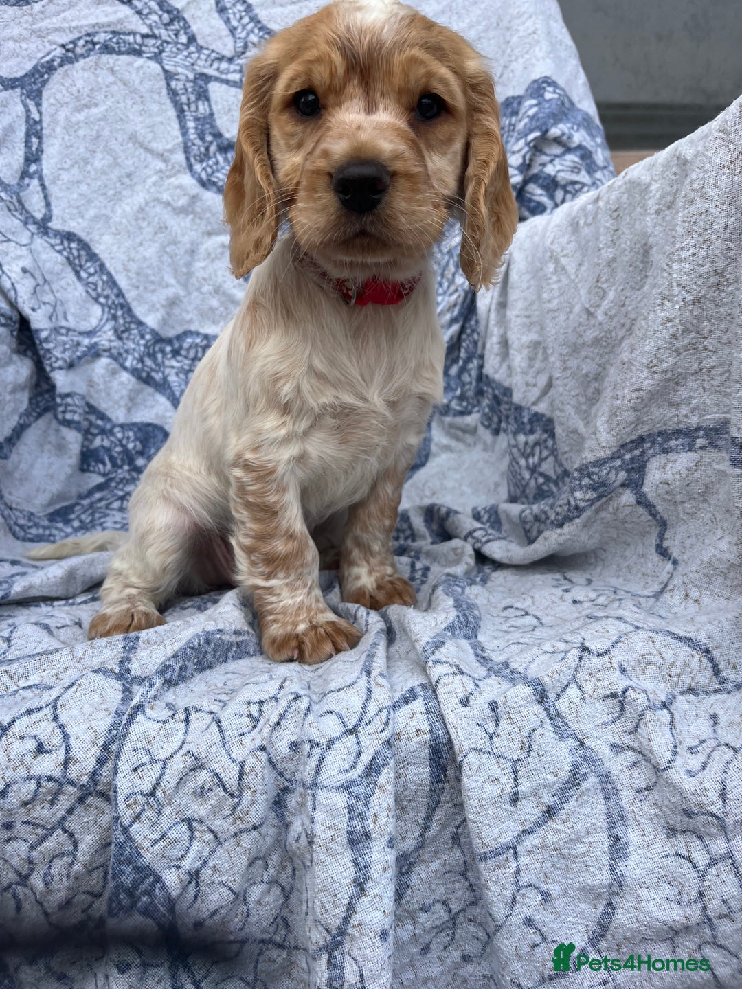 Cocker Spaniel dogs for sale: FULLY VACCINATED working cocker spaniel puppies  in Ashford - Image 4