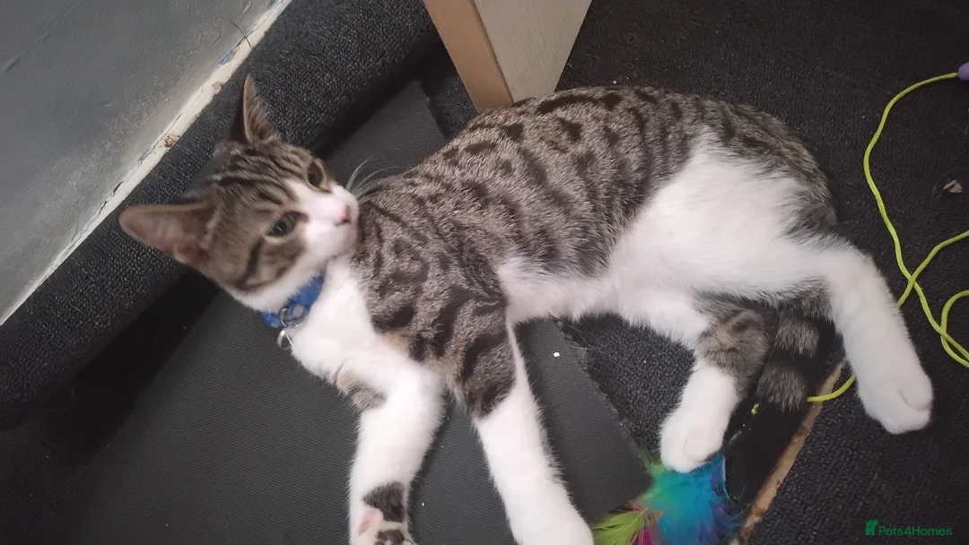 Mixed Breed cats for sale: Beautiful mixed tabby kitten  in Stevenage - Advert 2