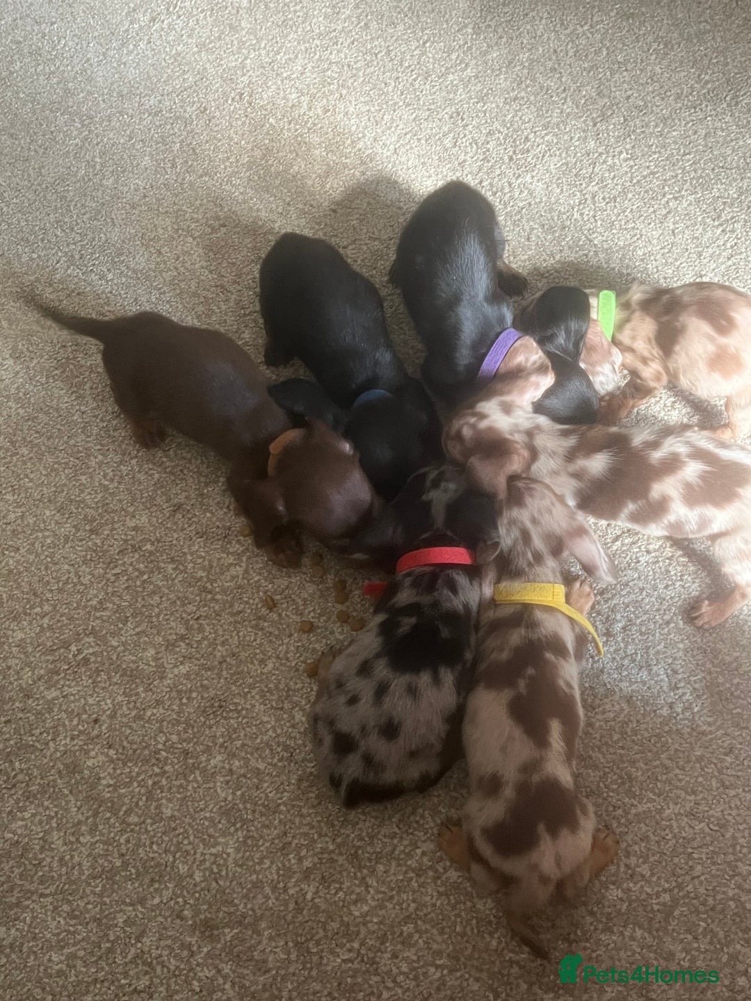 Miniature Dachshund dogs for sale: Miniature dachshund puppies 8 weeks old  - Image 5
