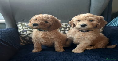 Mixed Breed dogs Mini Golden Doodle’s - Advert 4