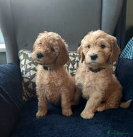 Mixed Breed dogs Mini Golden Doodle’s - Advert 9
