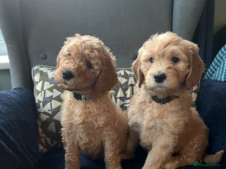 Mixed Breed dogs Mini Golden Doodle’s - Advert 3