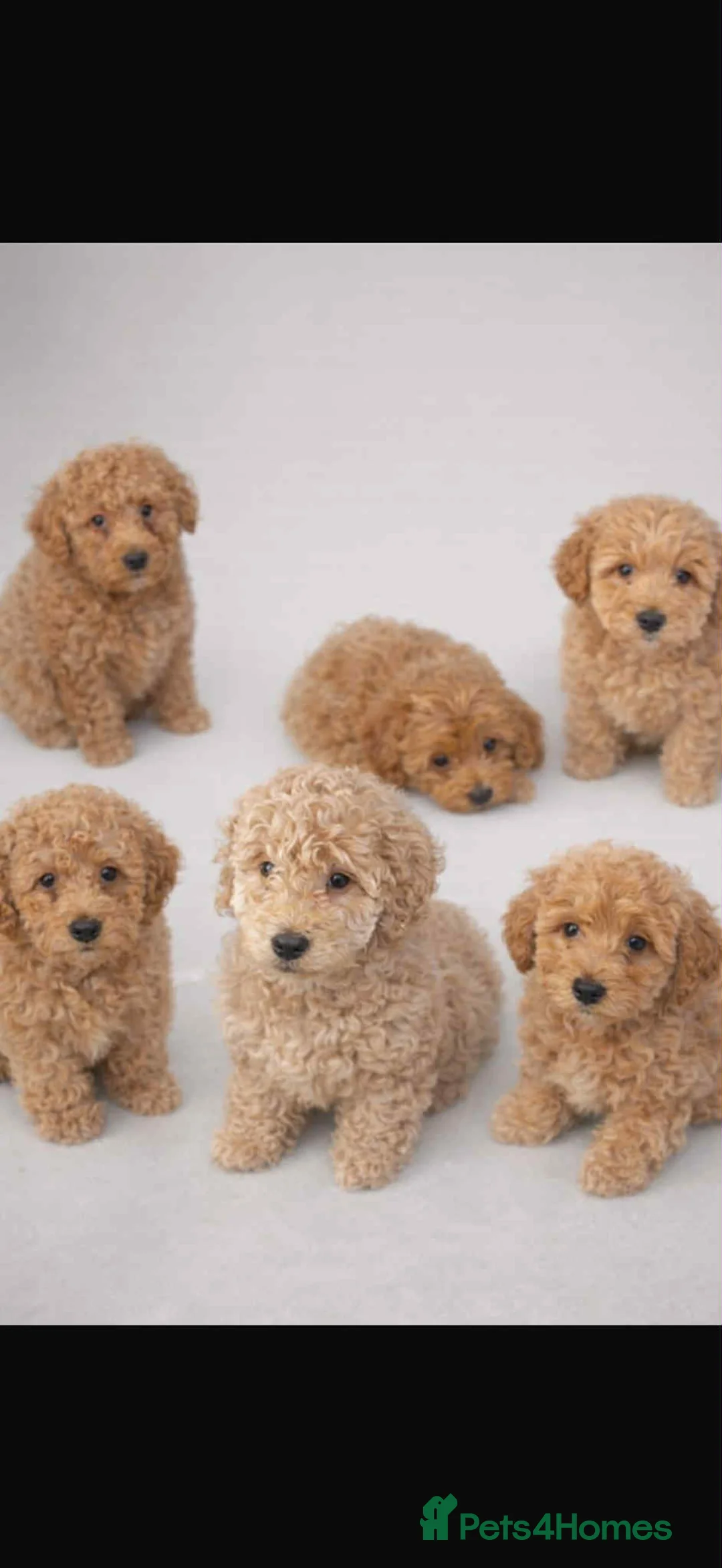 Cavapoo dogs for sale: Cavapoo (ready to leave) - Advert 1
