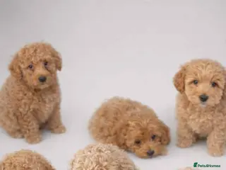 Cavapoo dogs Cavapoo (ready to leave) - Advert 1