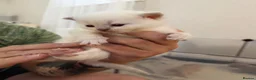 British Shorthair cats for sale: British Shorthair Kittens  - Advert 8