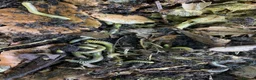 Millipedes invertebrates for sale: Salpidobolus sp. ‘Gorontalo’, Millipede Nymphs - Advert 6