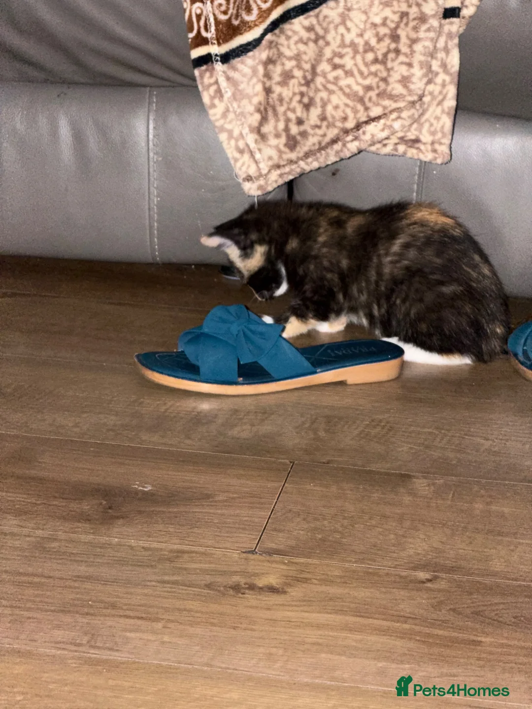 Mixed Breed cats for sale: Cookie Calico Kitten - Advert 2