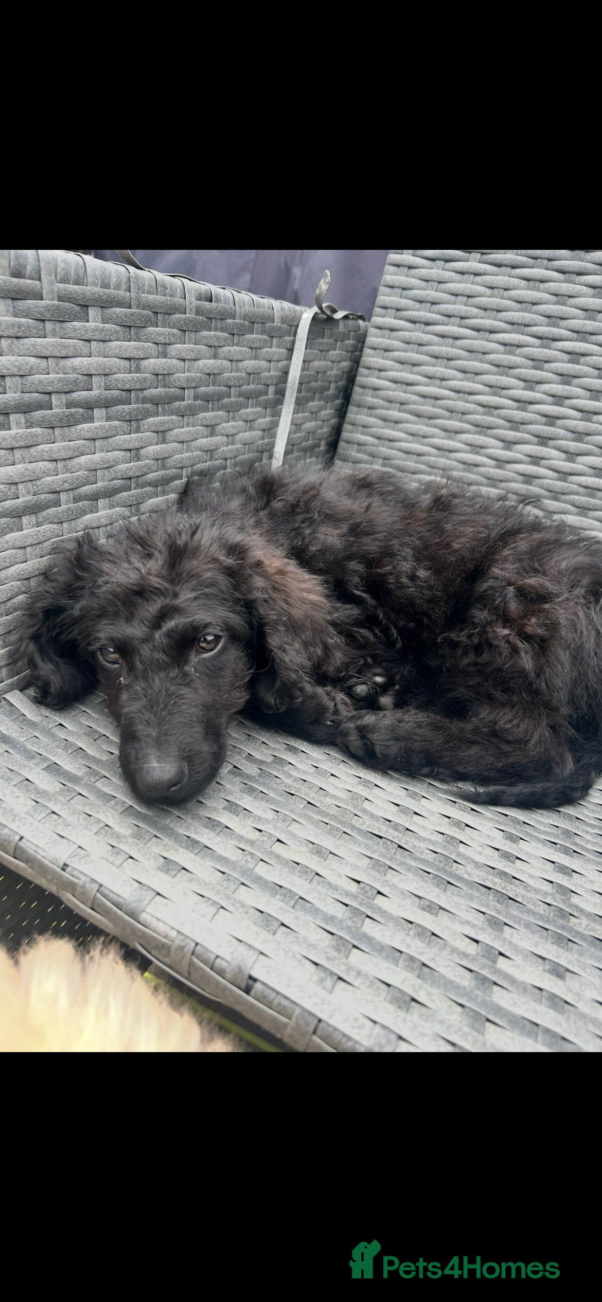 Labradoodle dogs Chunky health tested f1bb standard labradoodles  - Advert 2