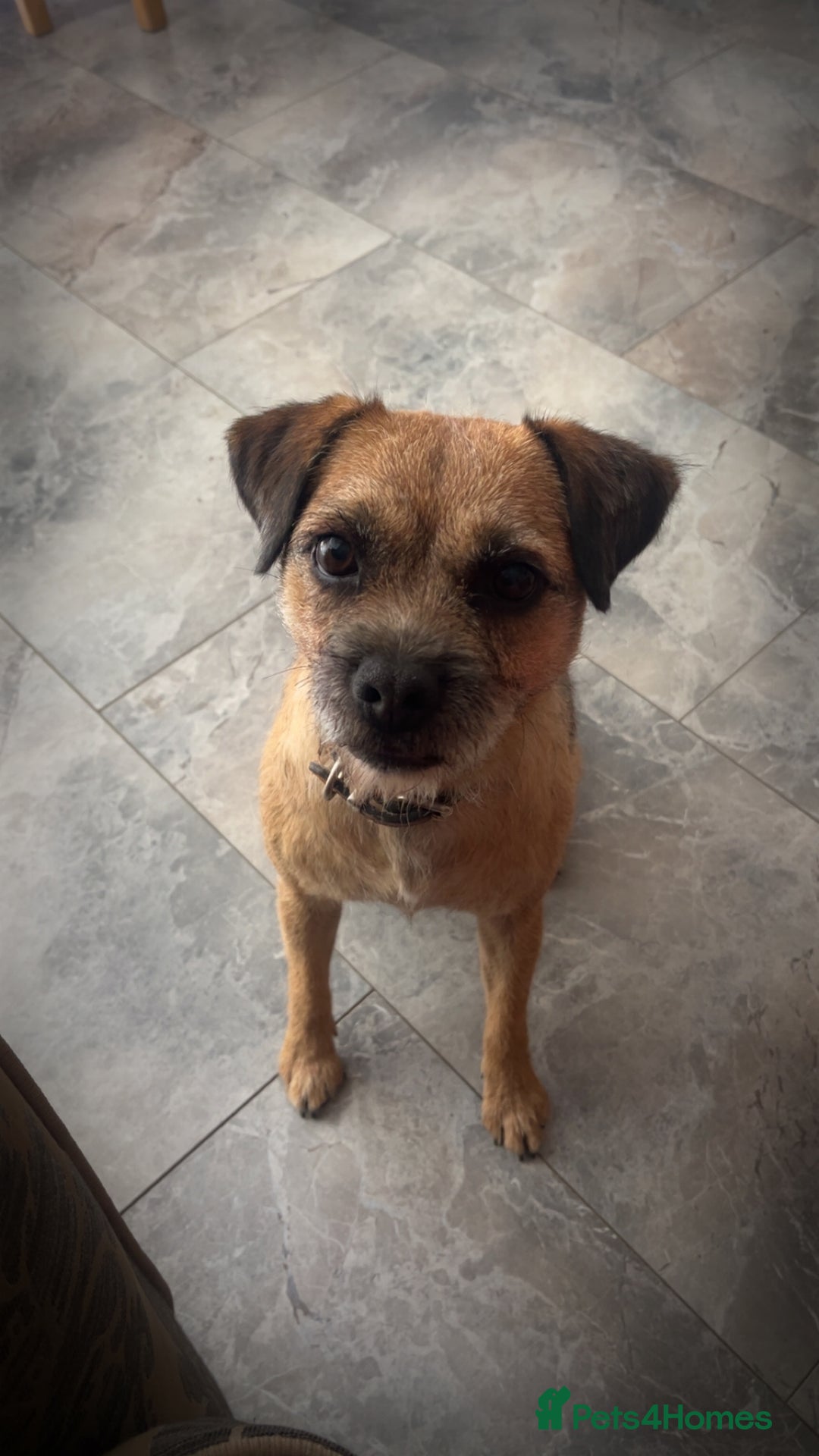 Border Terrier dogs for sale: Border Terrier Pup Family Man’s Best Friend - Advert 1