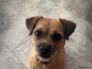 Border Terrier dogs Border Terrier Pup Family Man’s Best Friend - Advert 5