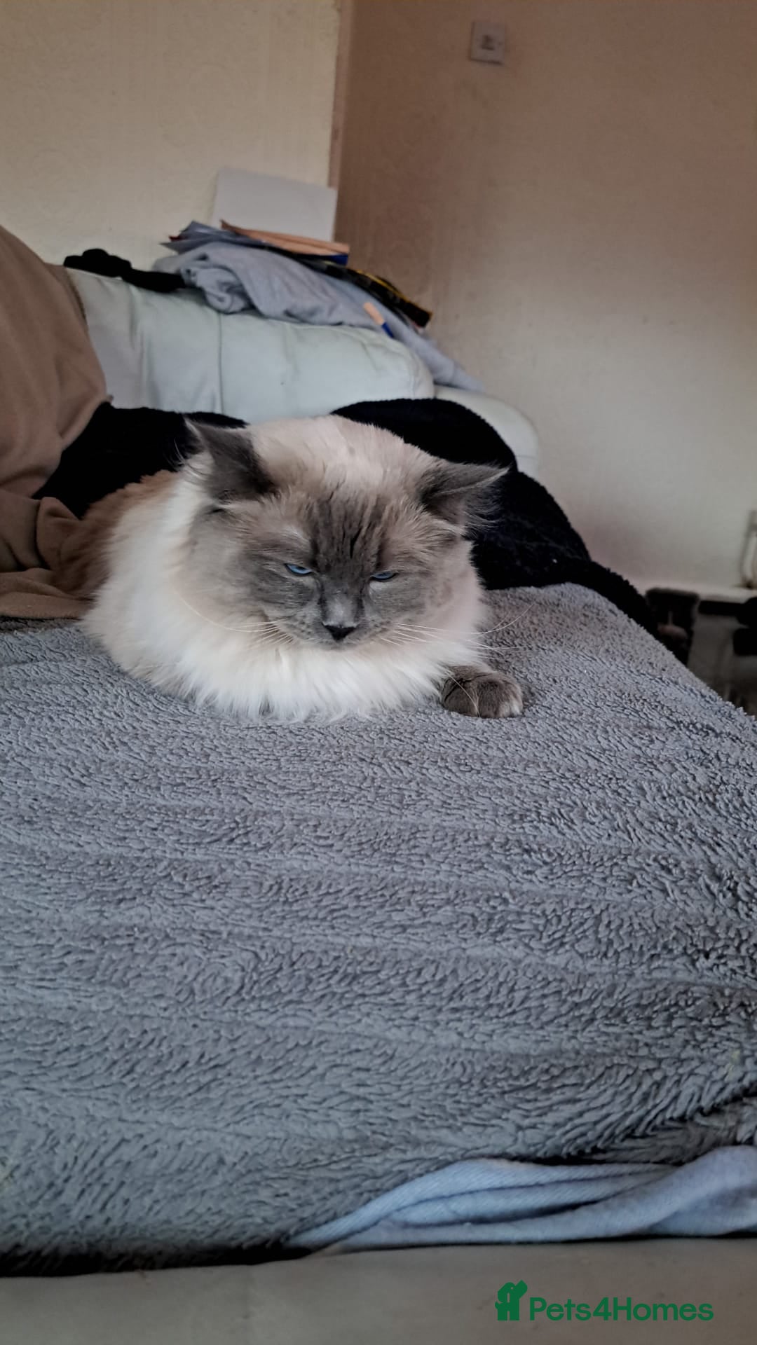 Ragdoll cats Bluepoint Ragdoll - Advert 1