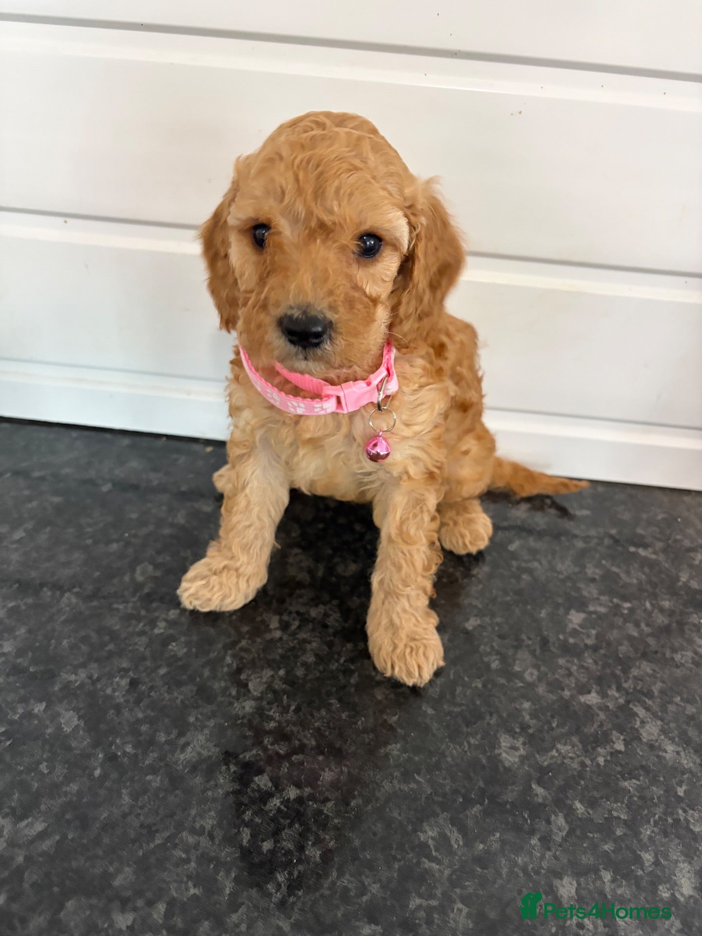 Cockapoo dogs girl very curly F1b  cockapoo fully health tested  - Advert 13